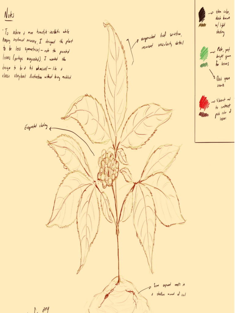 American ginseng concept sketch.