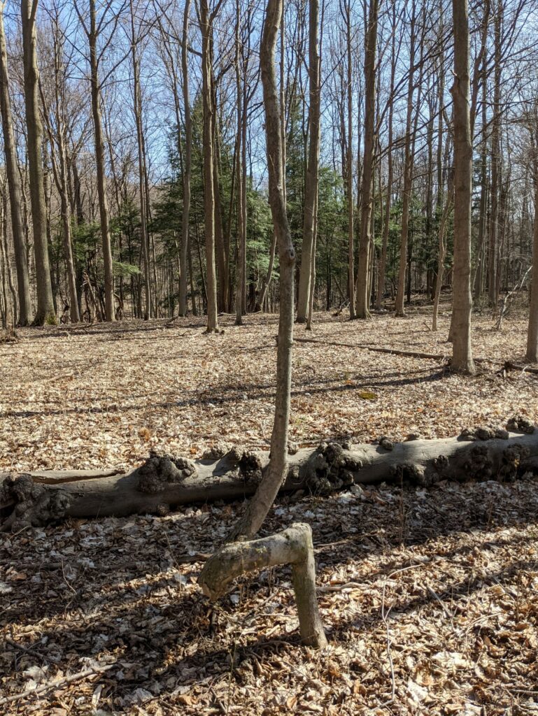 A twisted maple stem in front of a fallen hickory log