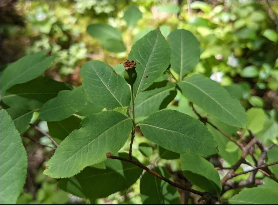 Amelanchier bartramiana in the Moose River Plains, Adirondack State Park