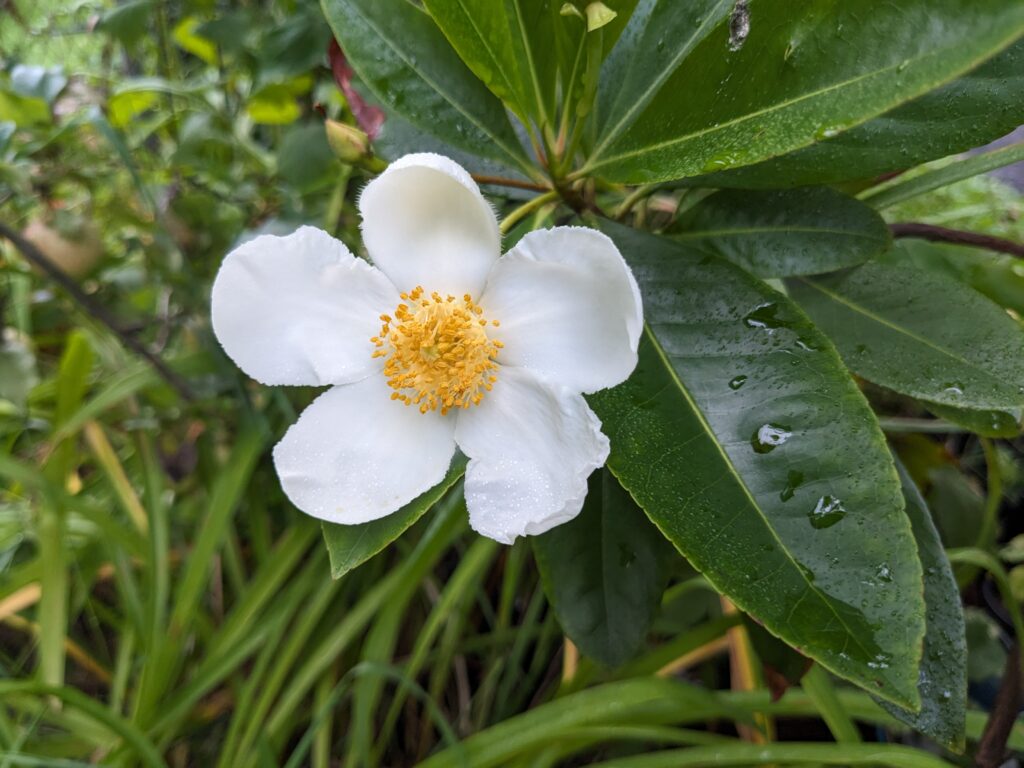 Gordonia lasianthus 'Swampy'